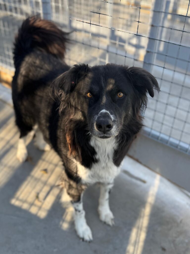 Rüde Tommy adoptieren