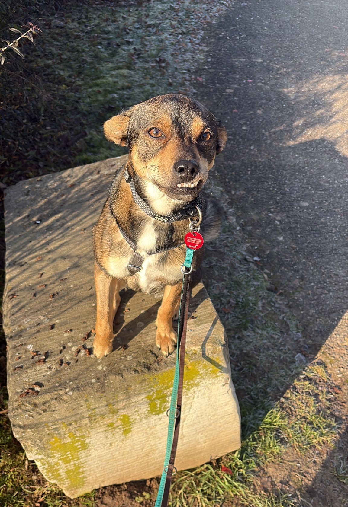 Rüde Marvel adoptieren