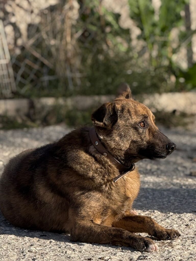 Rüde Tobiko adoptieren