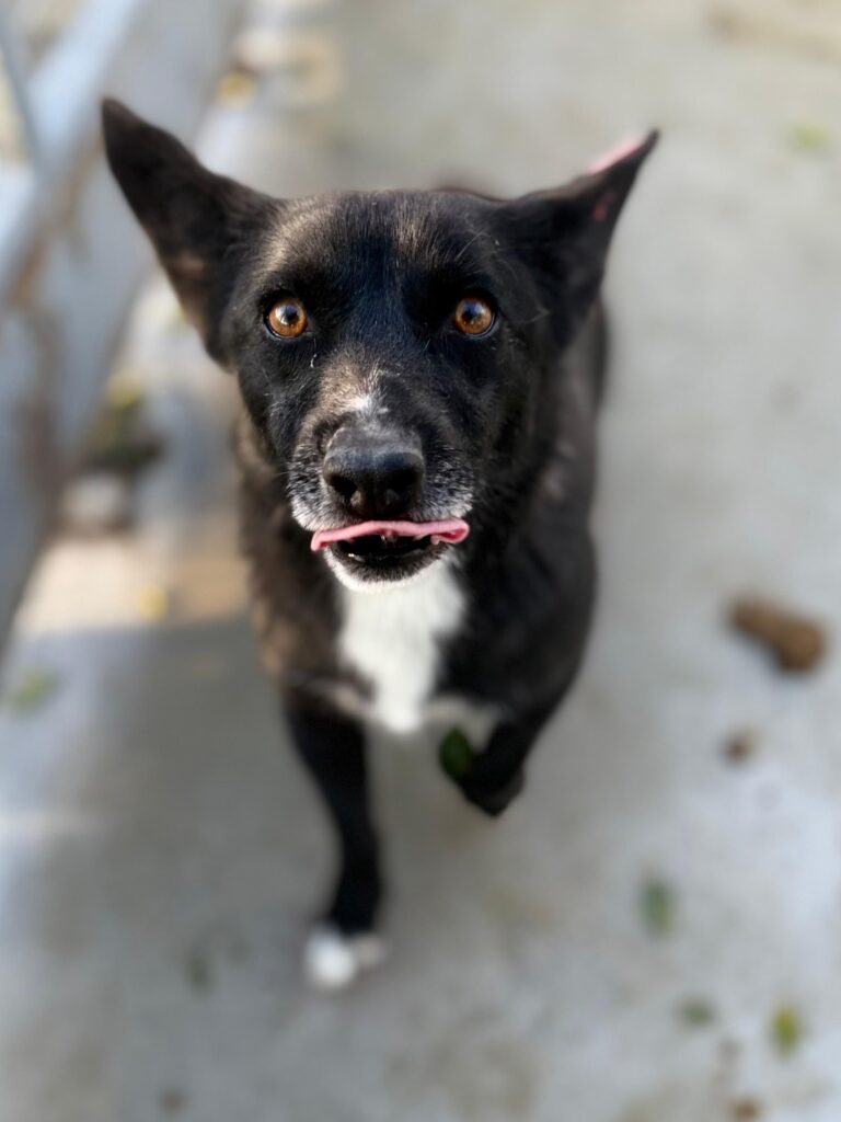 Rüde Scar adoptieren