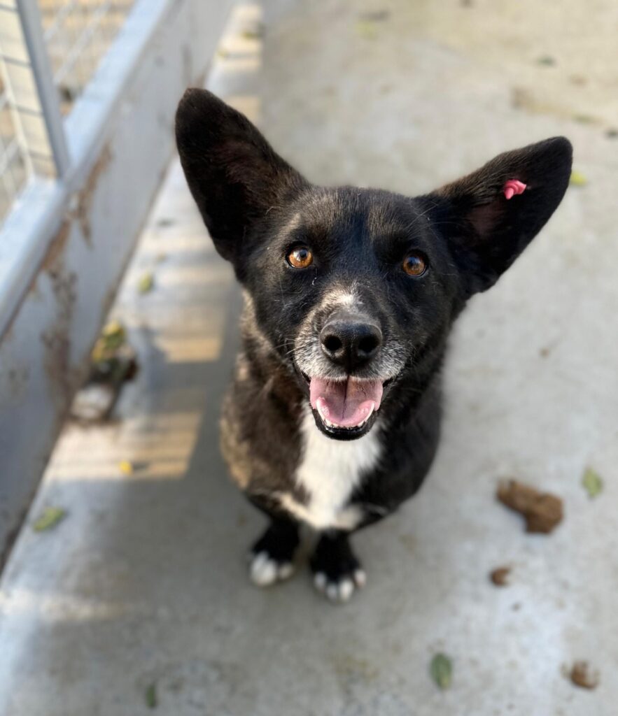 Rüde Scar adoptieren