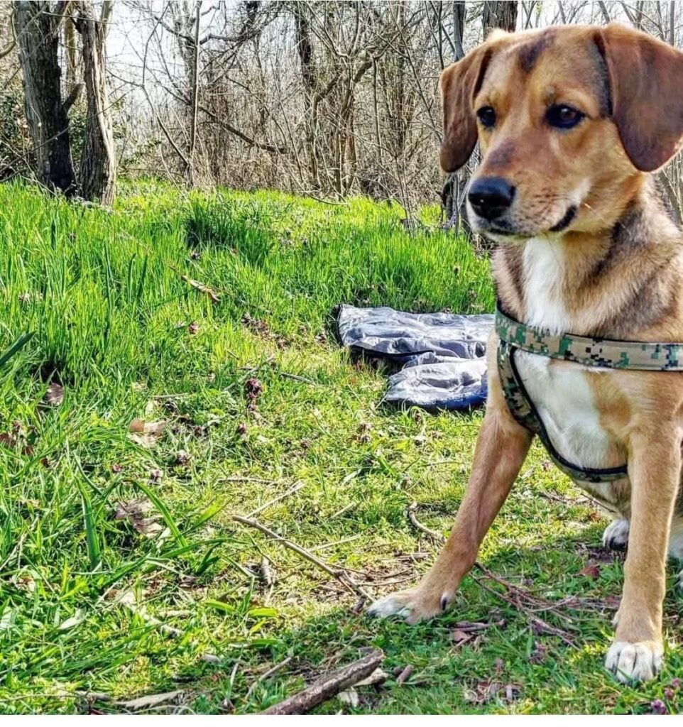 unkomplizierte Hündin Trixi adoptieren