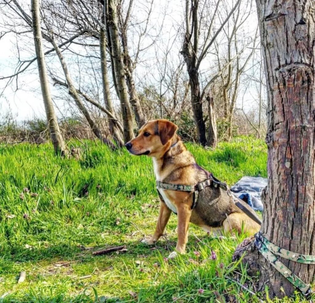 unkomplizierte Hündin Trixi adoptieren