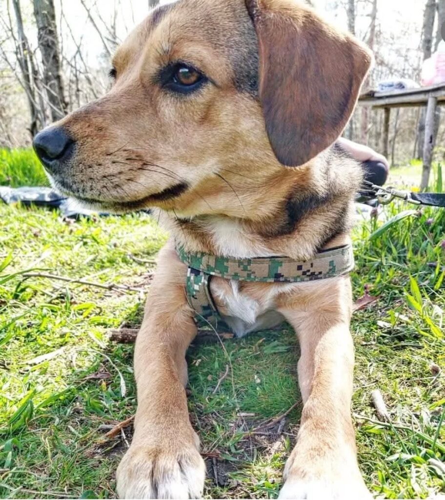 unkomplizierte Hündin Trixi adoptieren