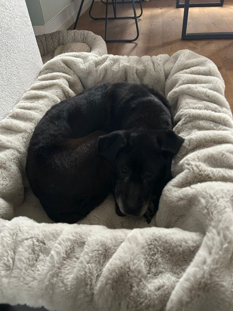 Adoptiere Hündin Fiffi