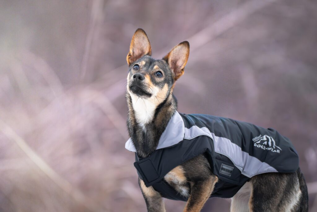 Hündin Flora adoptieren