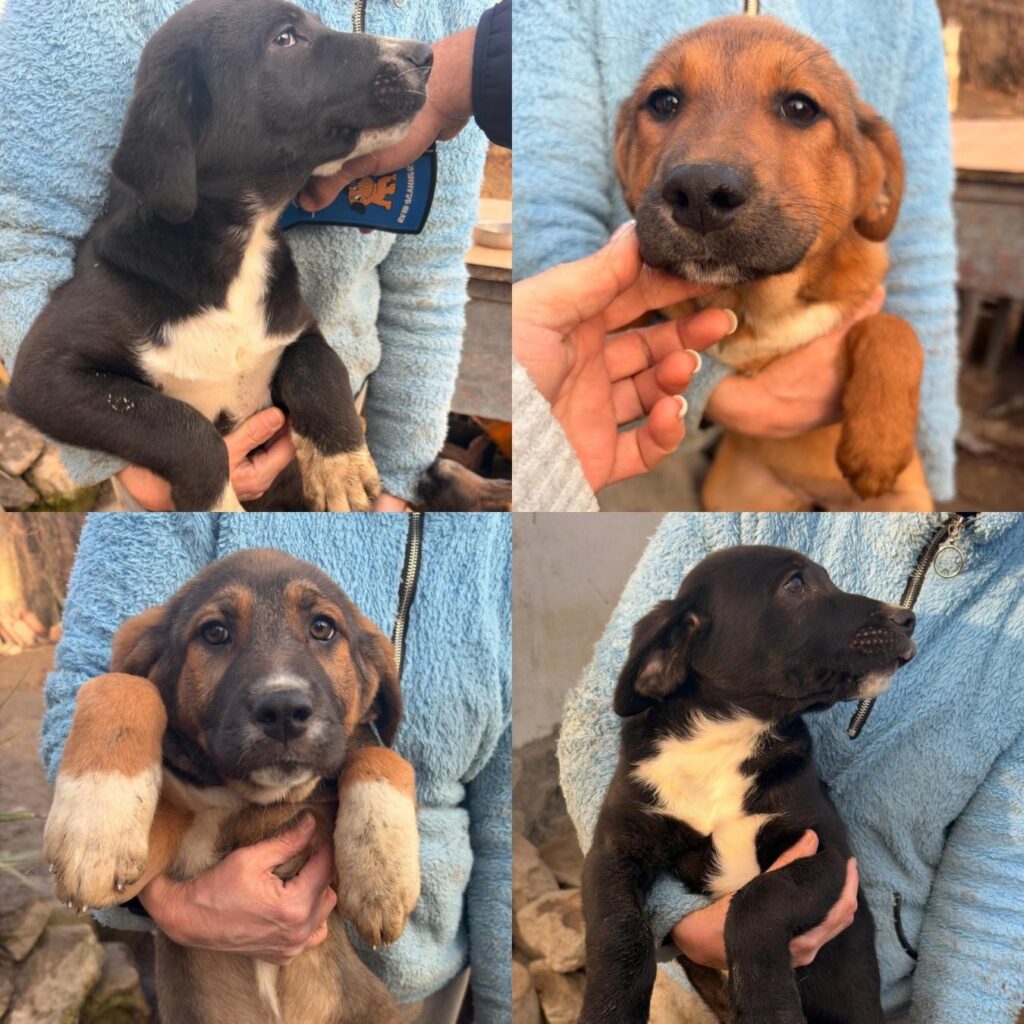 Die Dino-Welpen-Mädchen können adoptiert werden