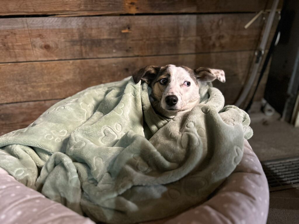 Hündin Zadra adoptieren