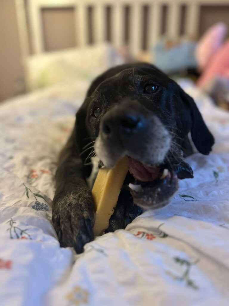 Adoptiere Hündin Fiffi