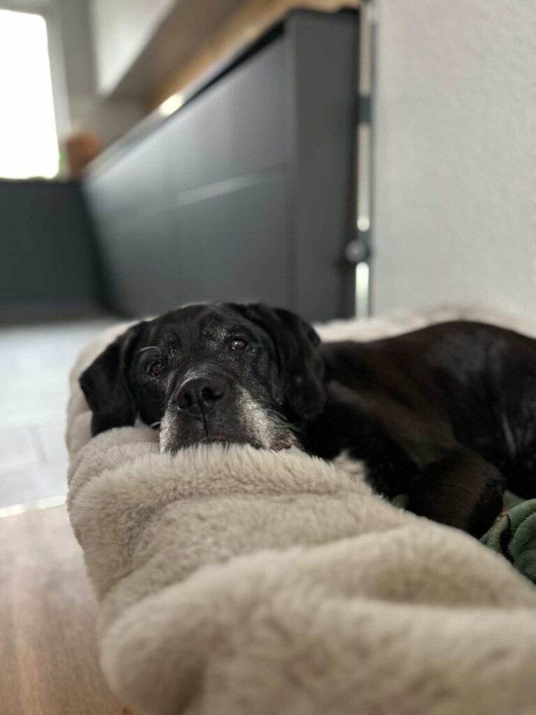 Adoptiere Hündin Fiffi