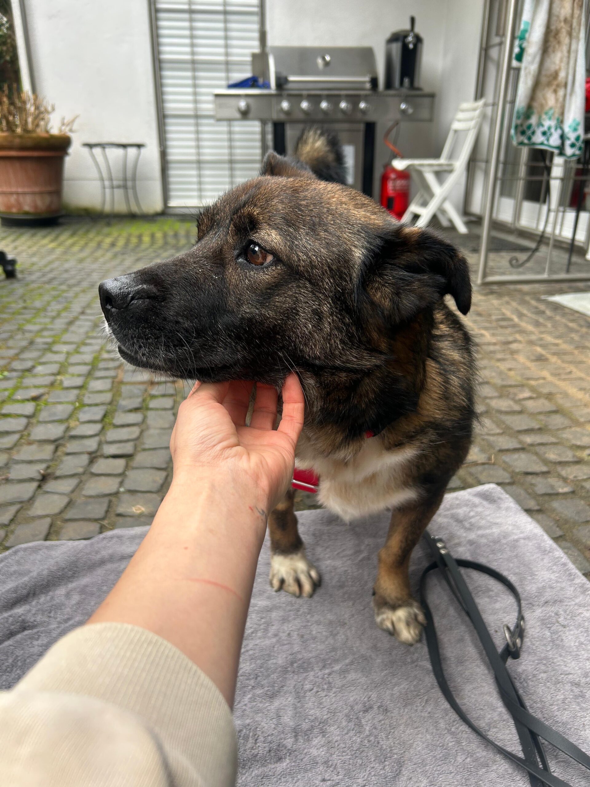 Adoptiere Rüde Lemmy