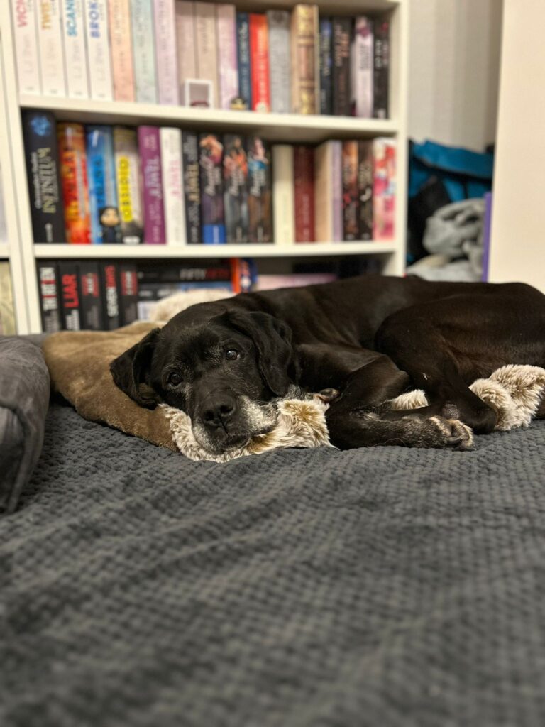 Adoptiere Hündin Fiffi