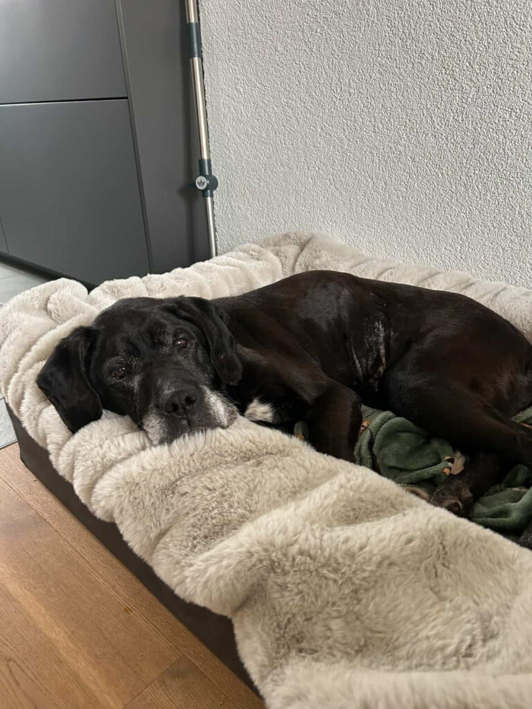 Adoptiere Hündin Fiffi