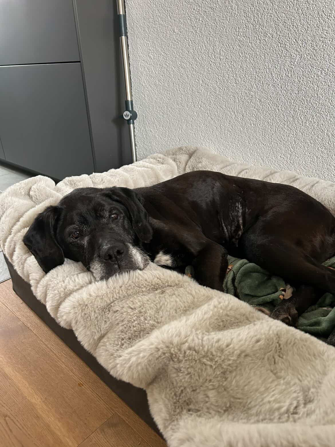 Adoptiere Hündin Fiffi