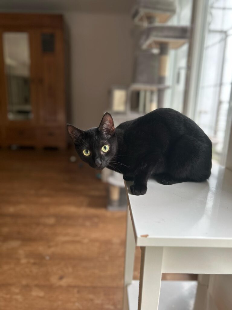 Dracula, Mavis, Spooky