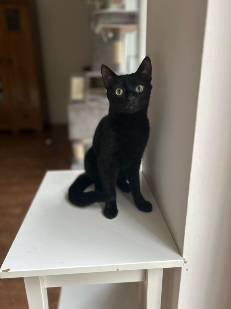 Dracula, Mavis, Spooky