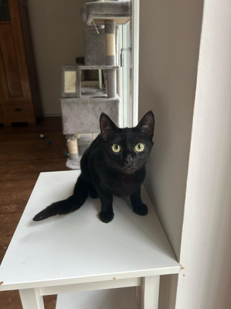 Dracula, Mavis, Spooky