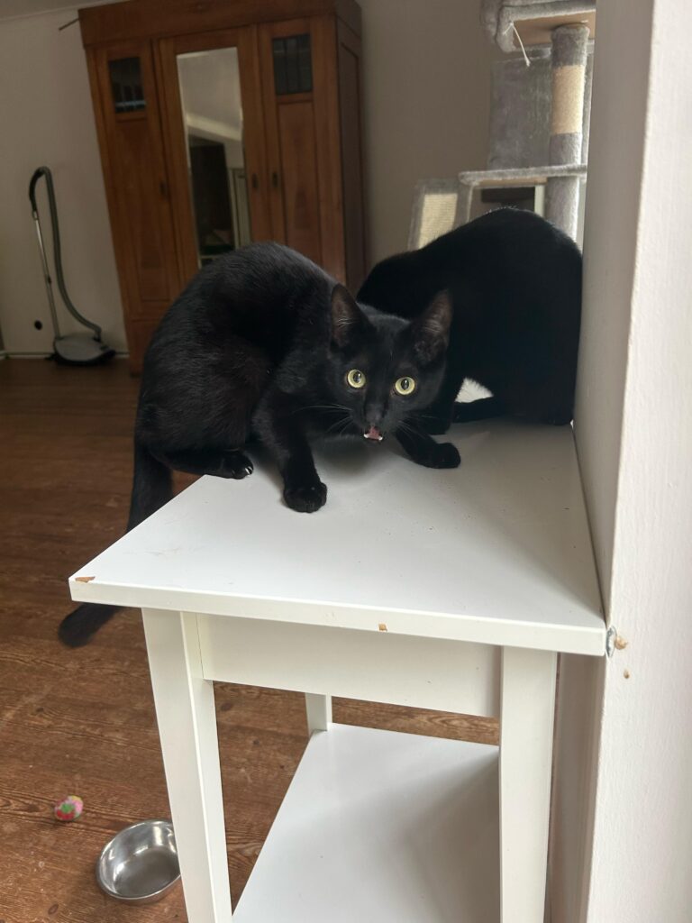 Dracula, Mavis, Spooky