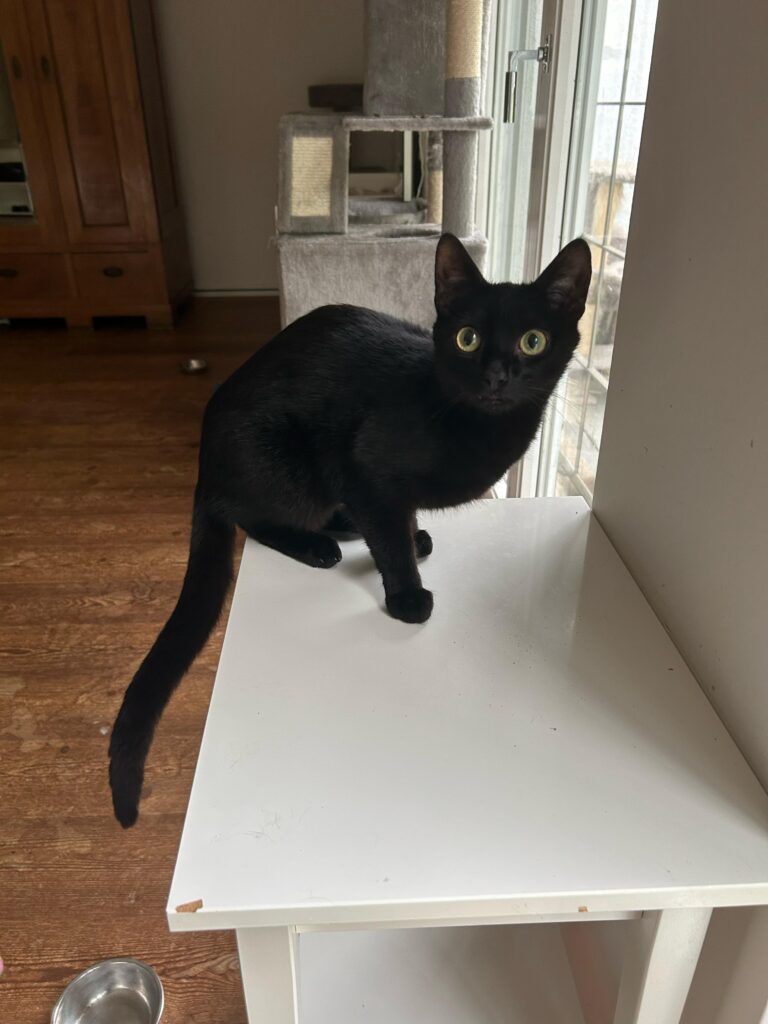 Dracula, Mavis, Spooky