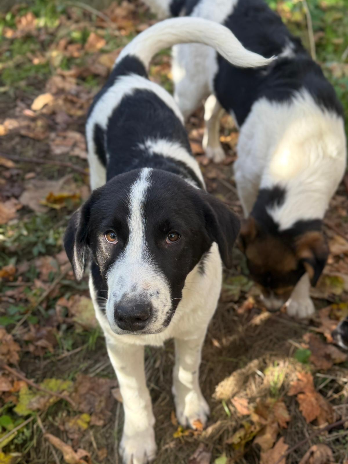 Julio adoptieren