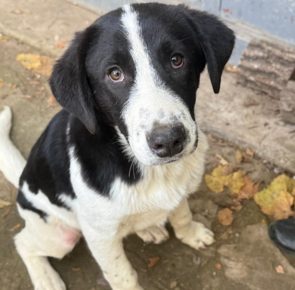 Julio adoptieren