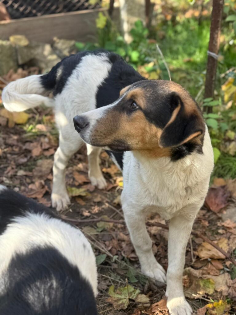 August, Hund aus Tierschutz, jetzt adoptieren