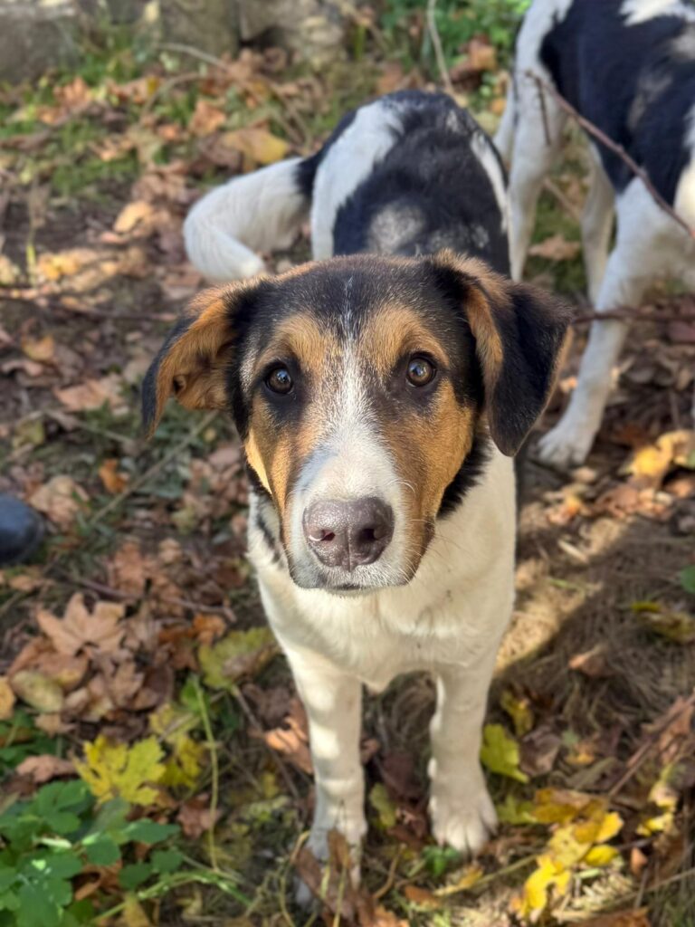 Rüde Augustus adoptieren