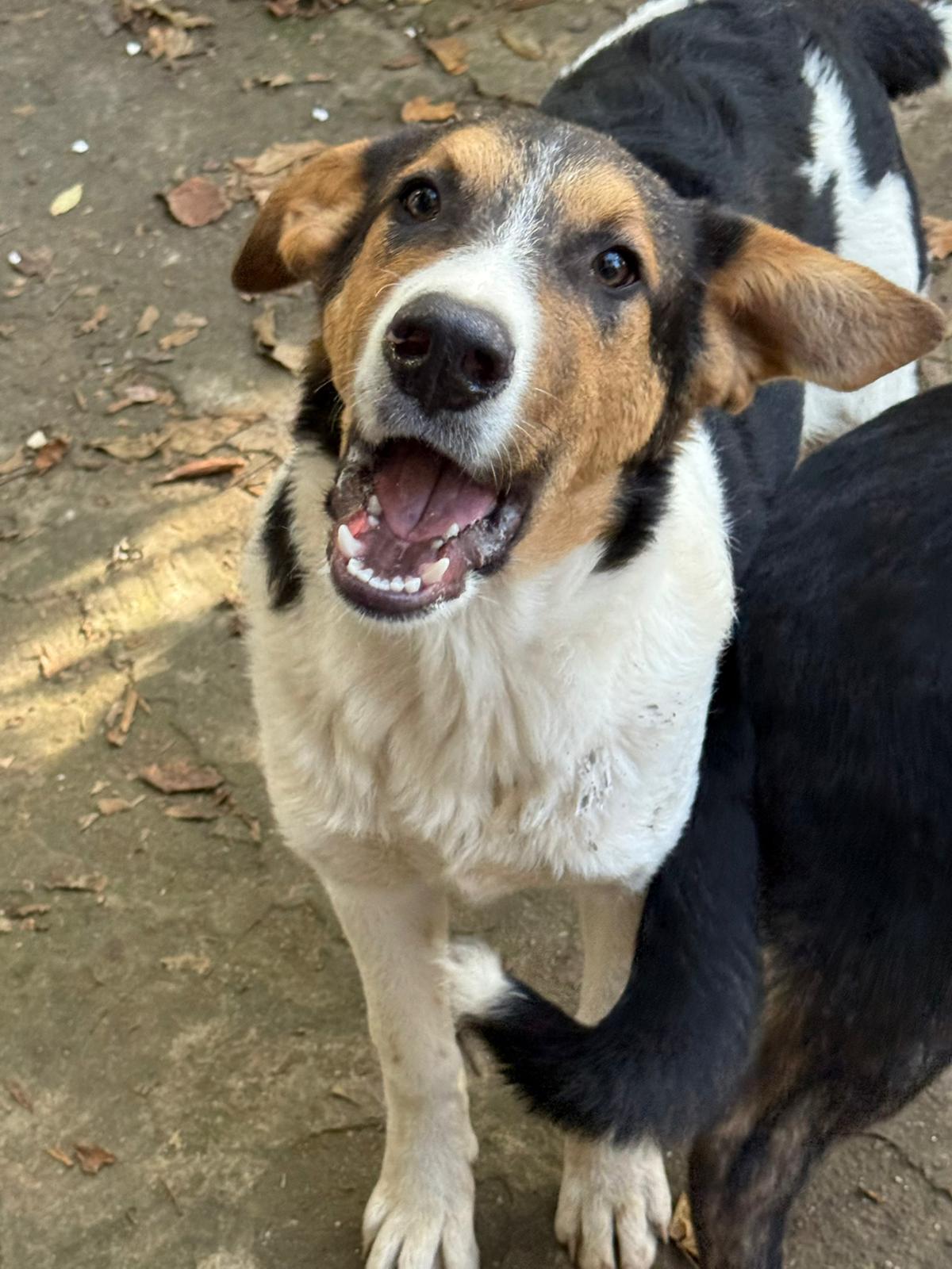 Rüde Augustus adoptieren