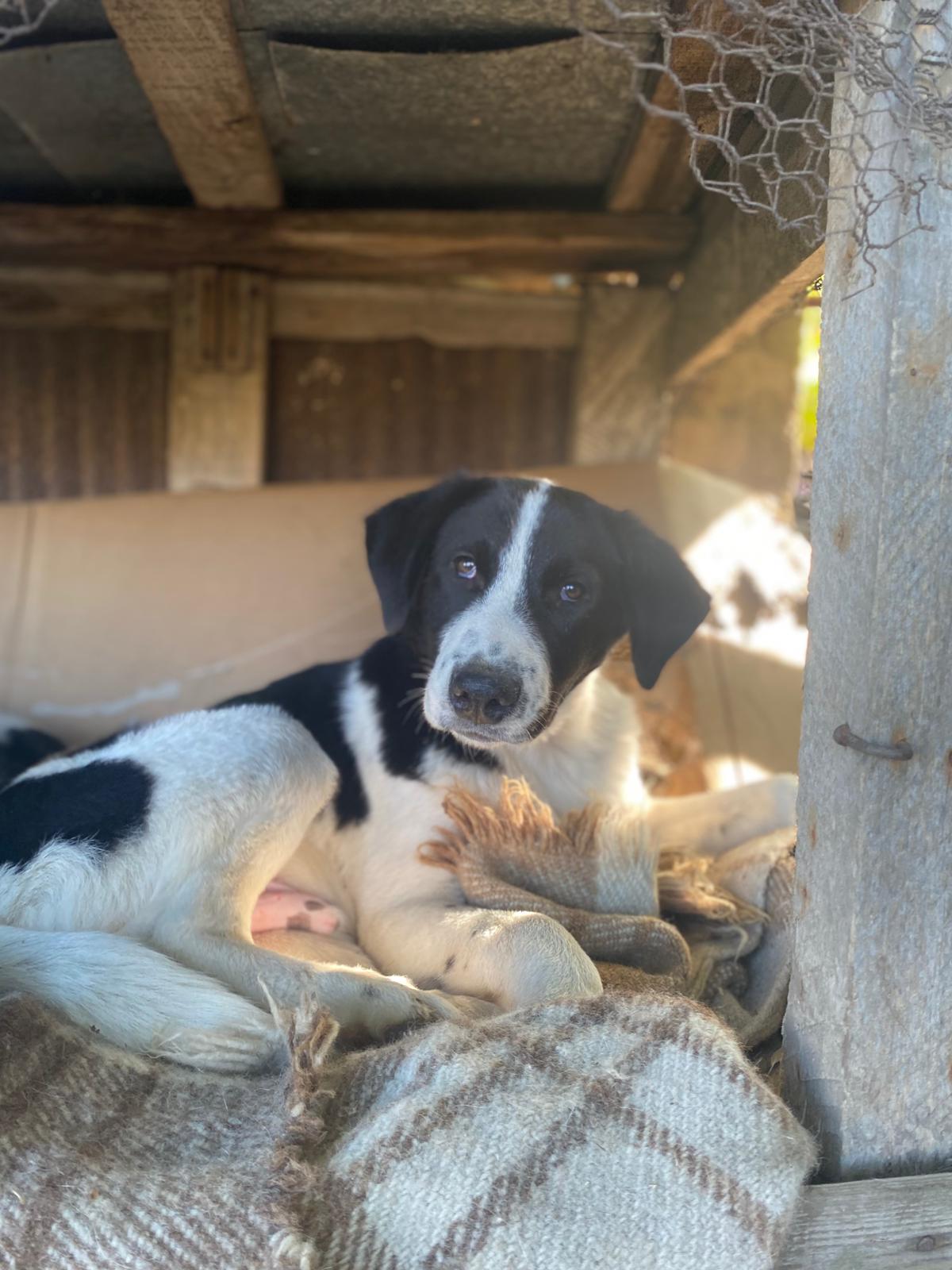 Julio adoptieren