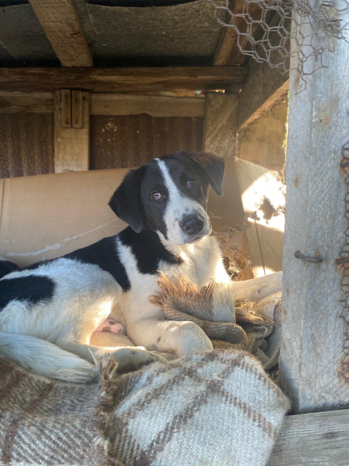 Julio adoptieren