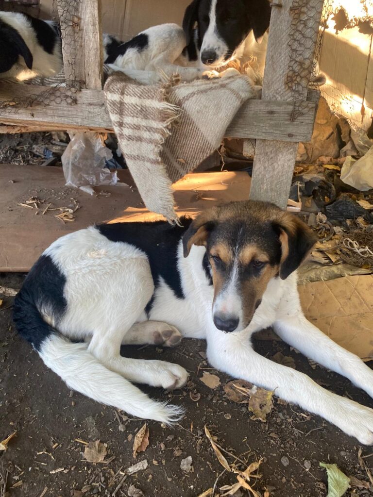 August, Hund aus Tierschutz, jetzt adoptieren