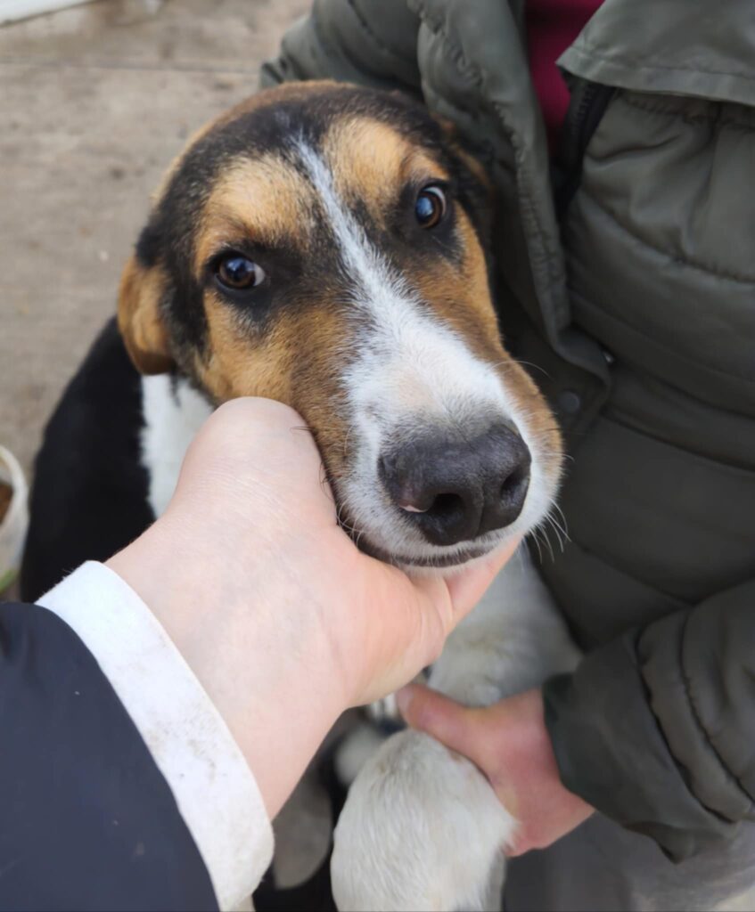 August, Hund aus Tierschutz, jetzt adoptieren