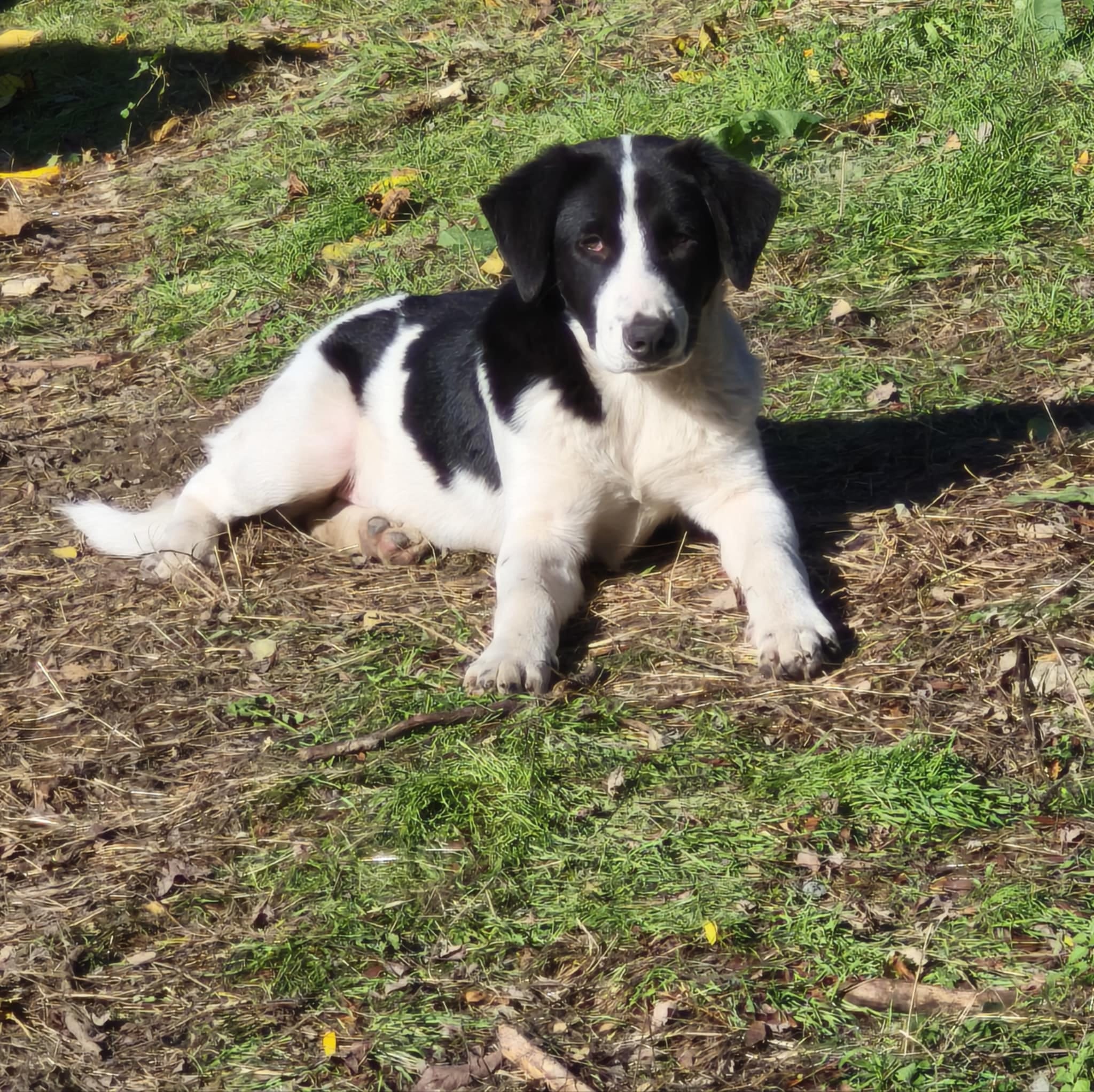 Rüde Augustus sucht ein Zuhause