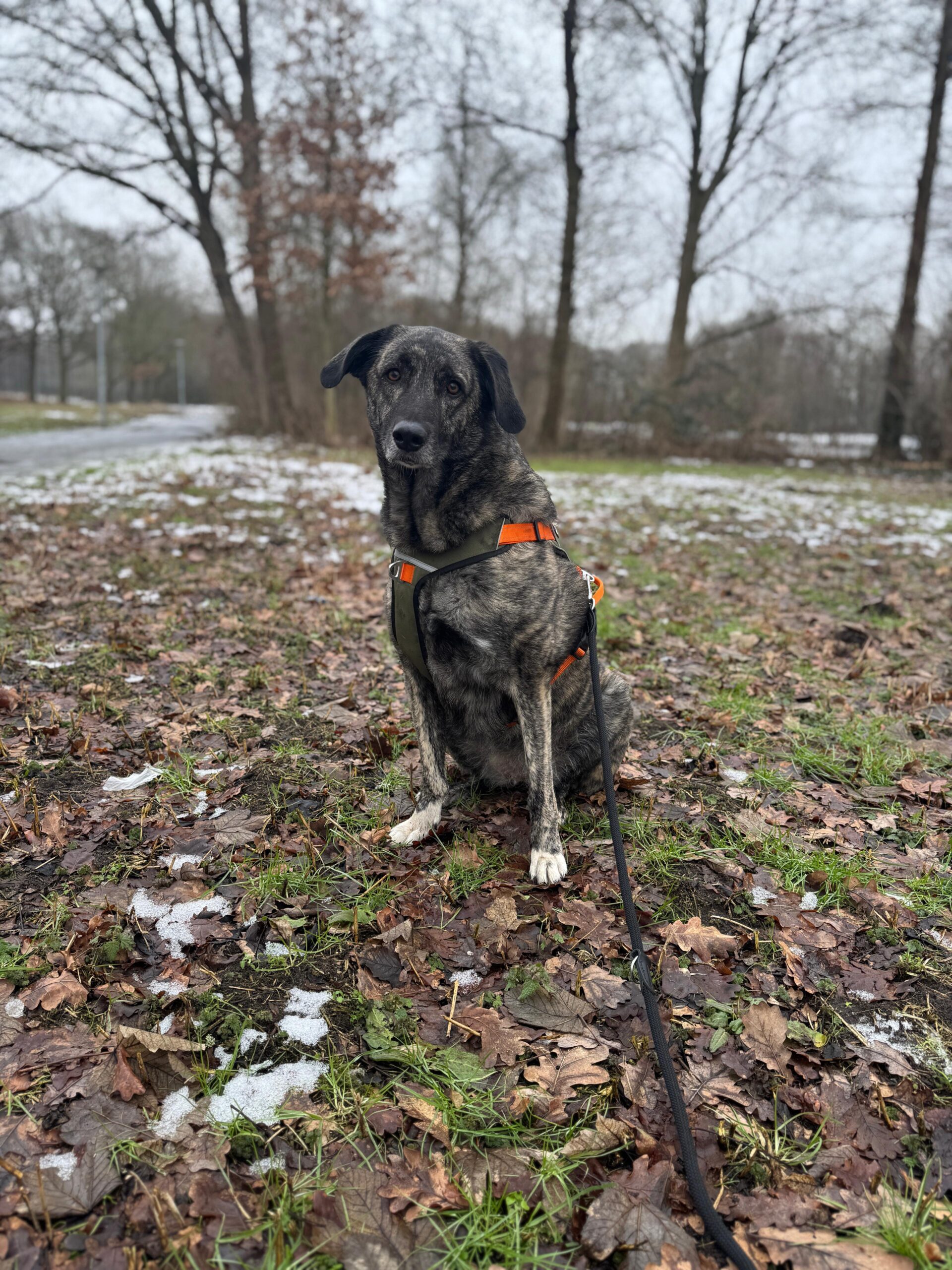 Hündin Lola adoptieren