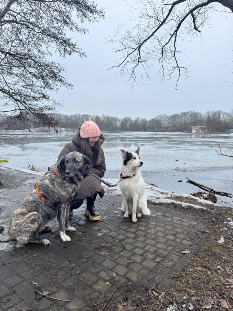 Hündin Lola adoptieren