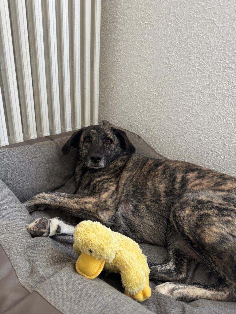 Hündin Lola adoptieren