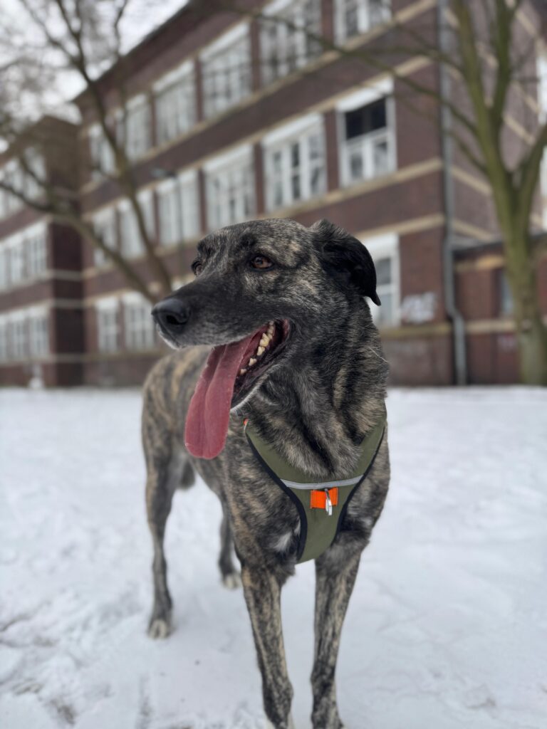 Hündin Lola adoptieren