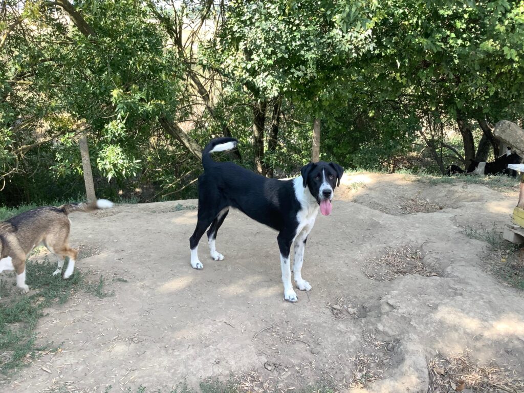 Adoptiere Rüde Kuro