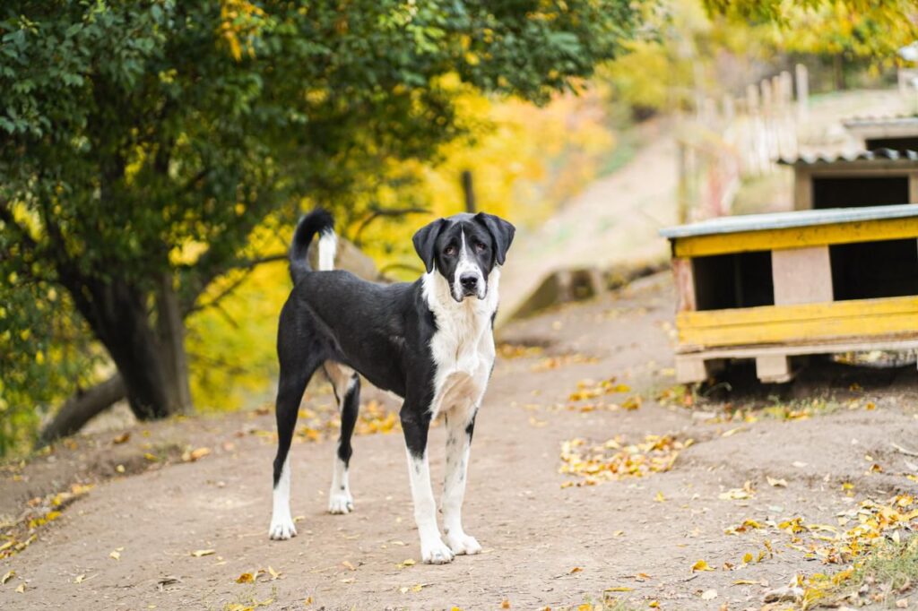 Adoptiere Rüde Kuro