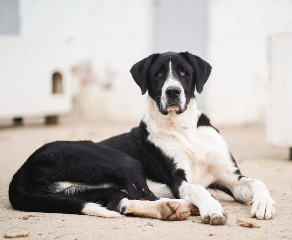 Adoptiere Rüde Kuro
