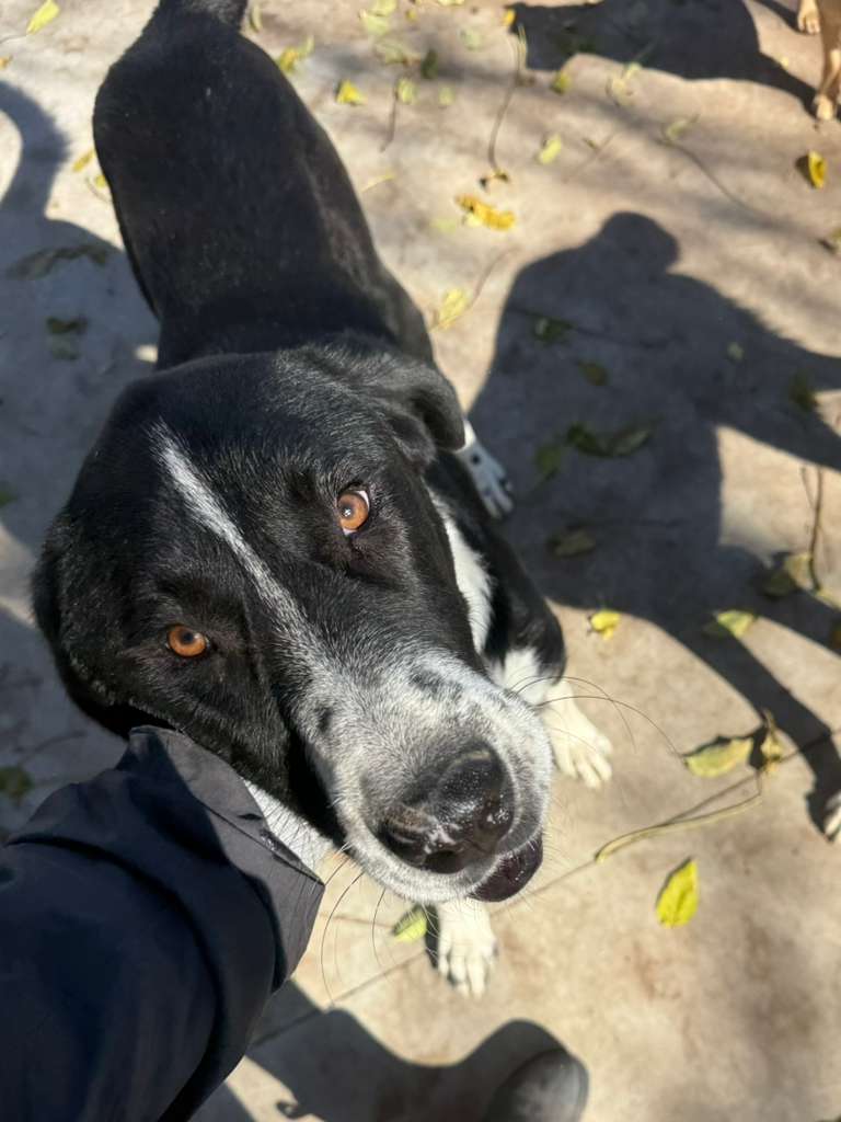 Adoptiere Rüde Kuro