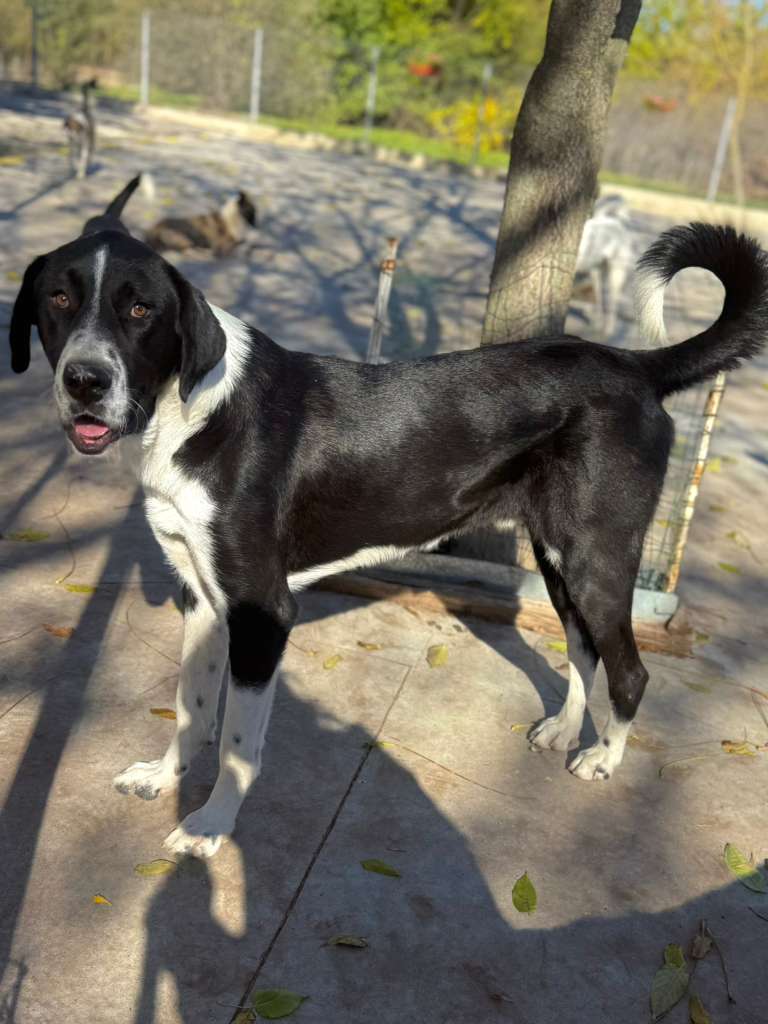 Adoptiere Rüde Kuro