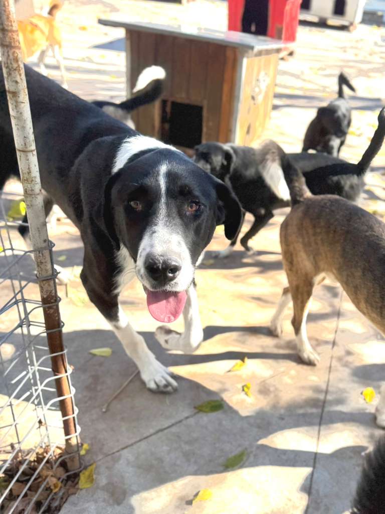 Adoptiere Rüde Kuro