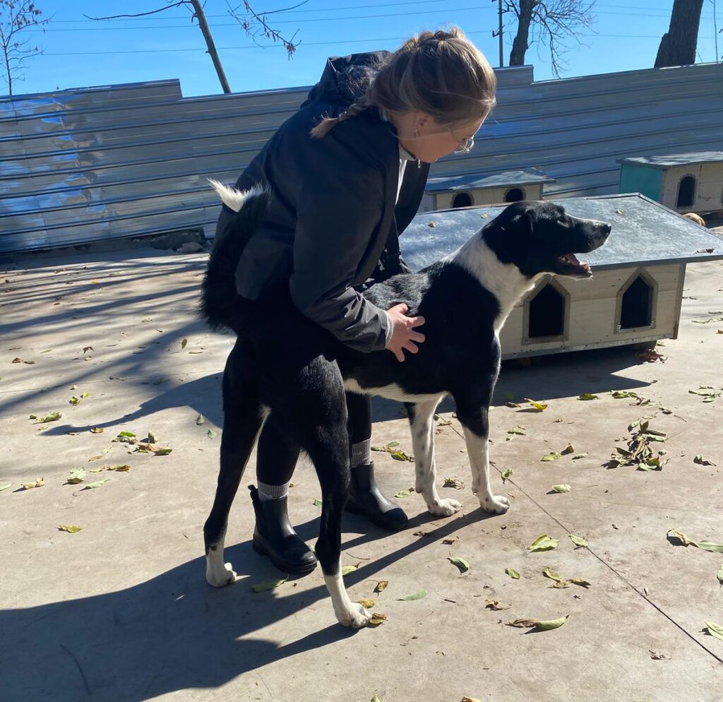 Adoptiere Rüde Kuro