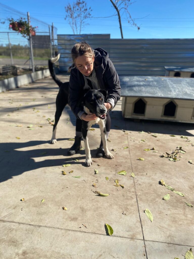 Adoptiere Rüde Kuro