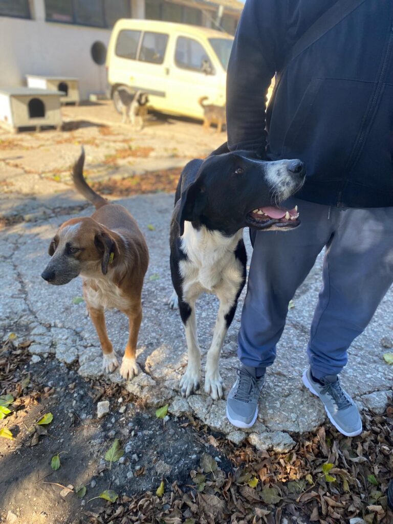 Adoptiere Rüde Kuro