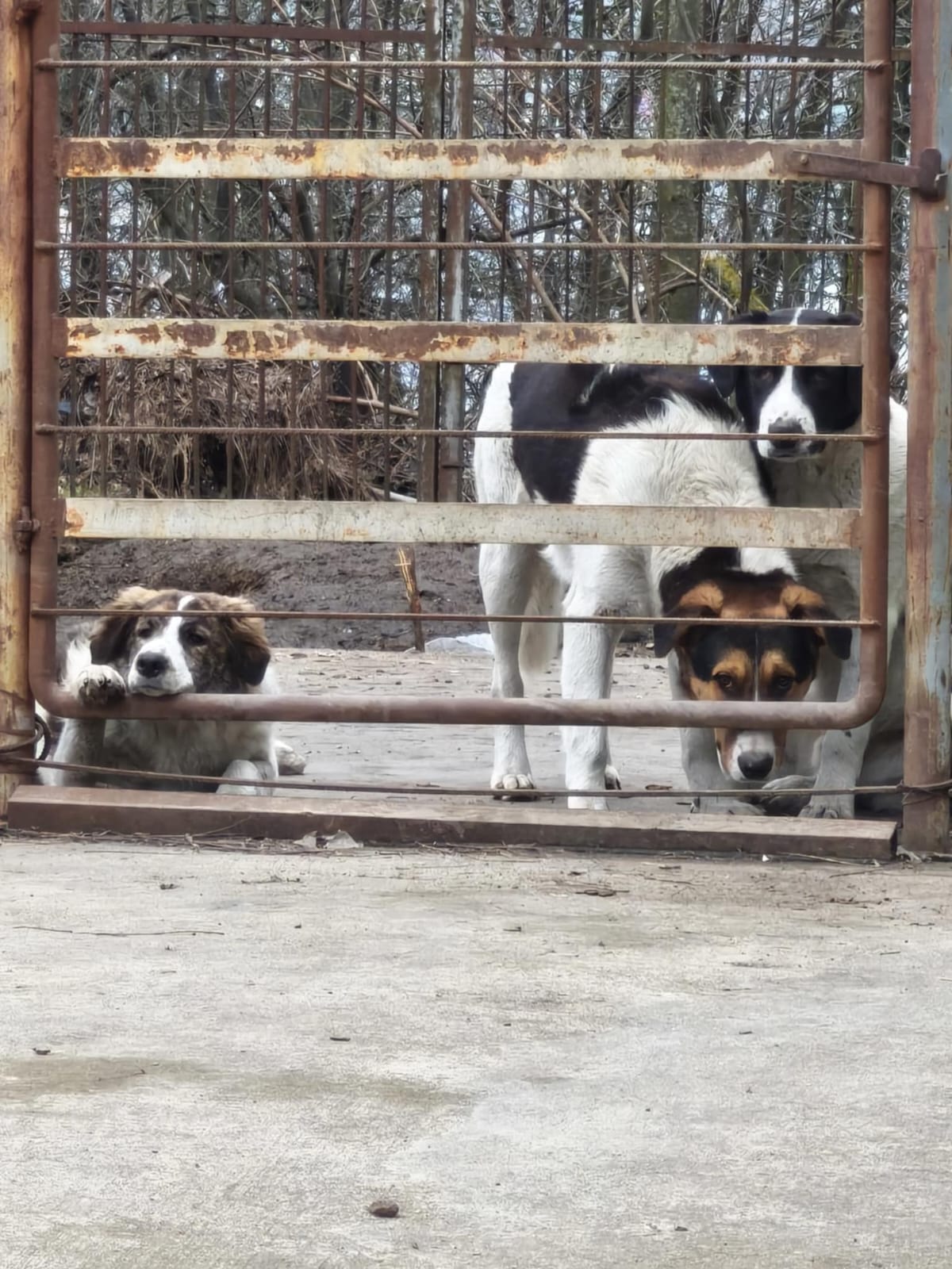 June, Julio, Augustus adoptieren