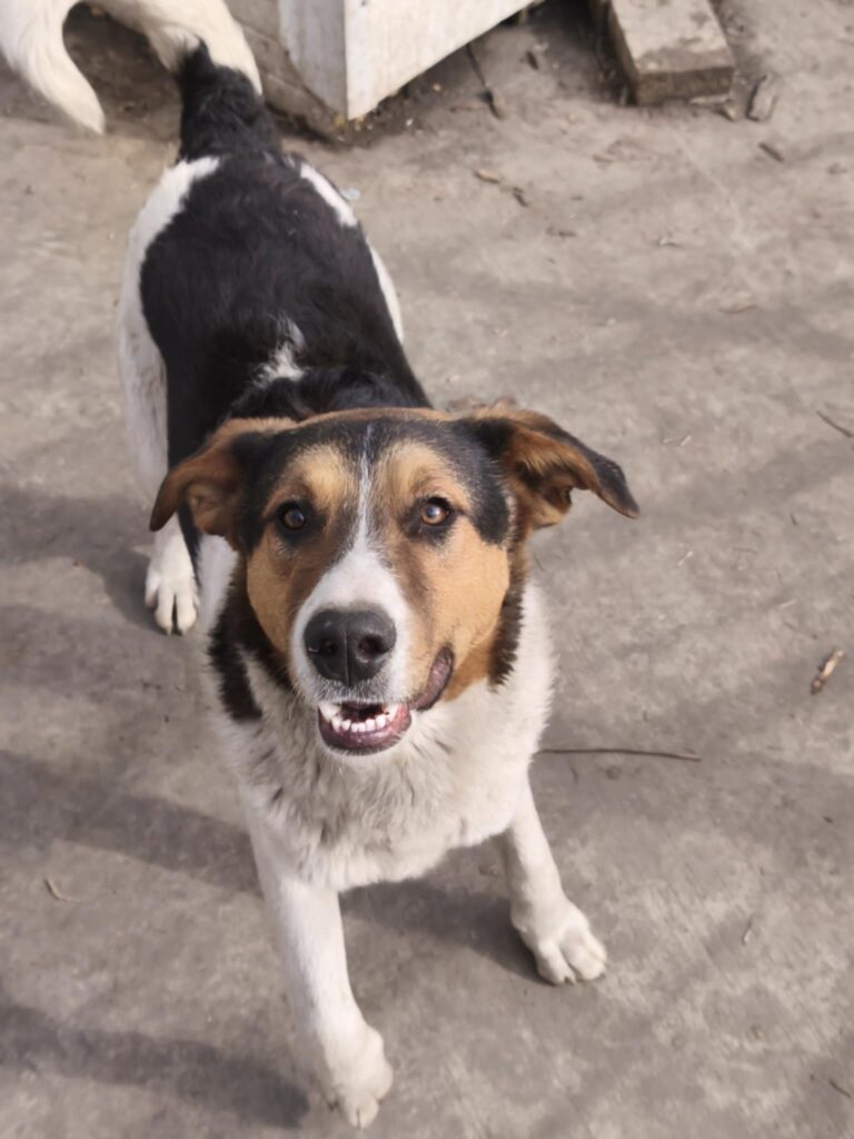 Rüde Augustus adoptieren