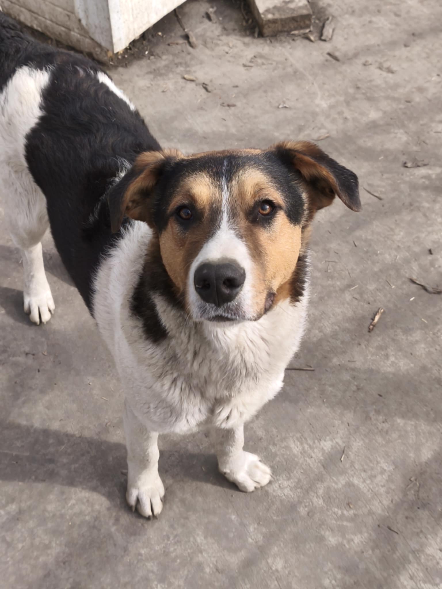 Rüde Augustus adoptieren