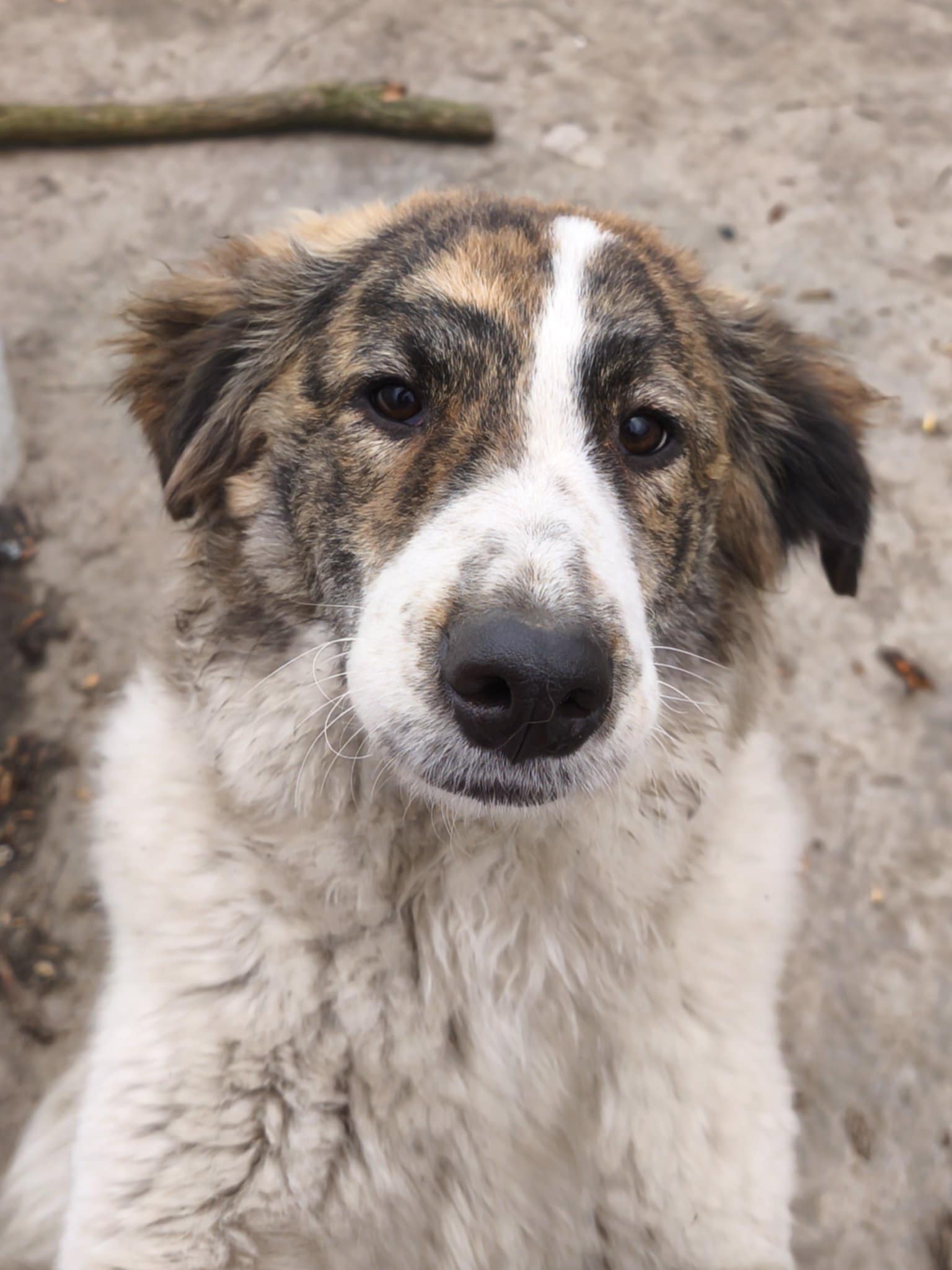 Hündin June adoptieren